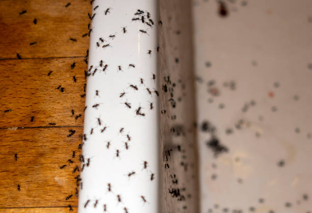 Best Termite Control Services  in Colwyn, PA